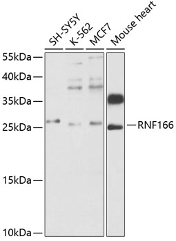Western blot - RNF166 Polyclonal Antibody 