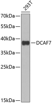 Western blot - DCAF7 Polyclonal Antibody 