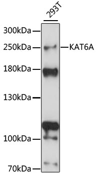 Western blot - KAT6A Polyclonal Antibody 