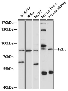 Western blot - FZD3 Polyclonal Antibody 