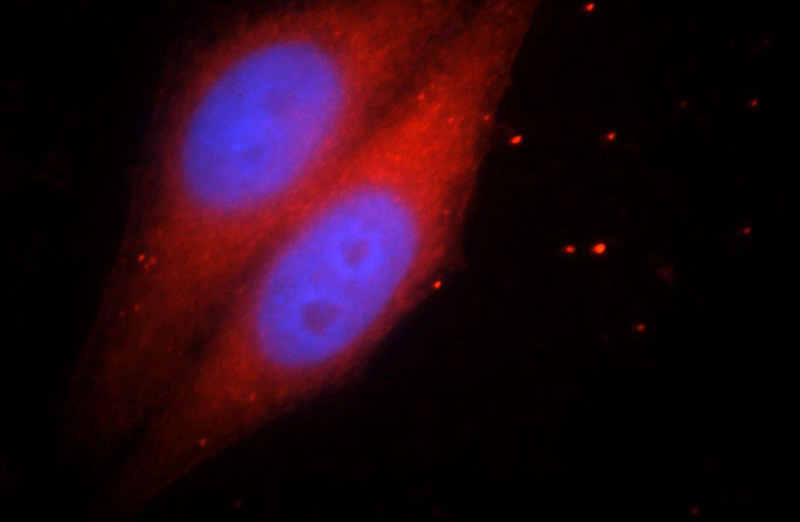 Immunofluorescent analysis of HepG2 cells, using HPDL antibody Catalog No:111447 at 1:25 dilution and Rhodamine-labeled goat anti-rabbit IgG (red). Blue pseudocolor = DAPI (fluorescent DNA dye).