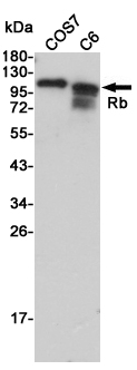 Western blot detection of Rb in COS7 and C6 cell lysates using Rb Rabbit pAb (1:2000 diluted).Predicted band size:106KDa.Observed band size:110KDa.