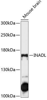 Western blot - INADL Polyclonal Antibody 