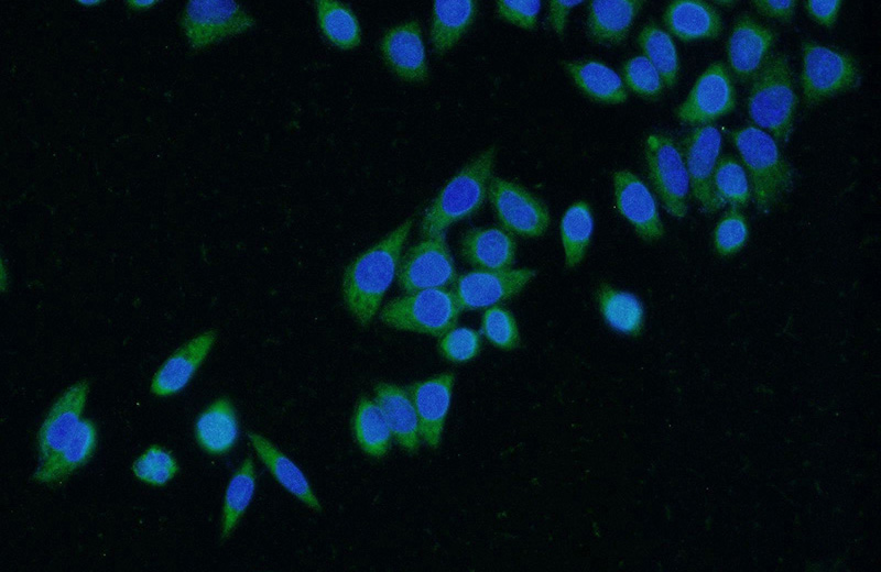 Immunofluorescent analysis of (-20oc Ethanol) fixed HeLa cells using Catalog No:109249(CEBPZ Antibody) at dilution of 1:50 and Alexa Fluor 488-congugated AffiniPure Goat Anti-Rabbit IgG(H+L)