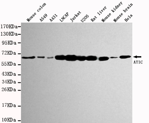 Western blot detection of ATIC in various tissues and cell lysates using ATIC mouse mAb (1:1000 diluted).Predicted band size:64KDa.Observed band size:64KDa.