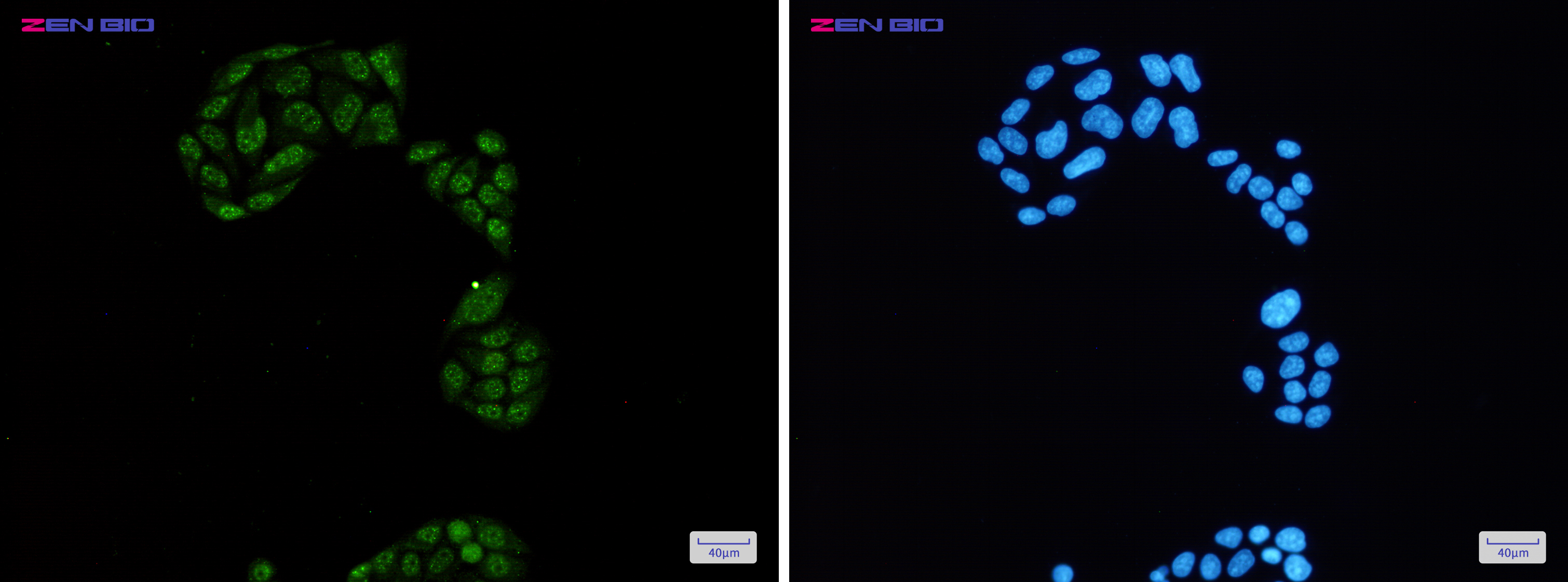 Immunocytochemistry of Rb2 p130 (Phospho-Ser952)(green) in Hela cells using Rb2 p130 (Phospho-Ser952) Rabbit pAb at dilution 1/50, and DAPI(blue)