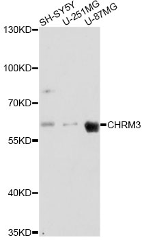Western blot - CHRM3 Polyclonal Antibody 