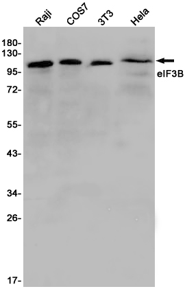 Western blot detection of eIF3B in Raji,COS7,3T3,Hela cell lysates using eIF3B Rabbit pAb(1:1000 diluted).Predicted band size:93KDa.Observed band size:117KDa.