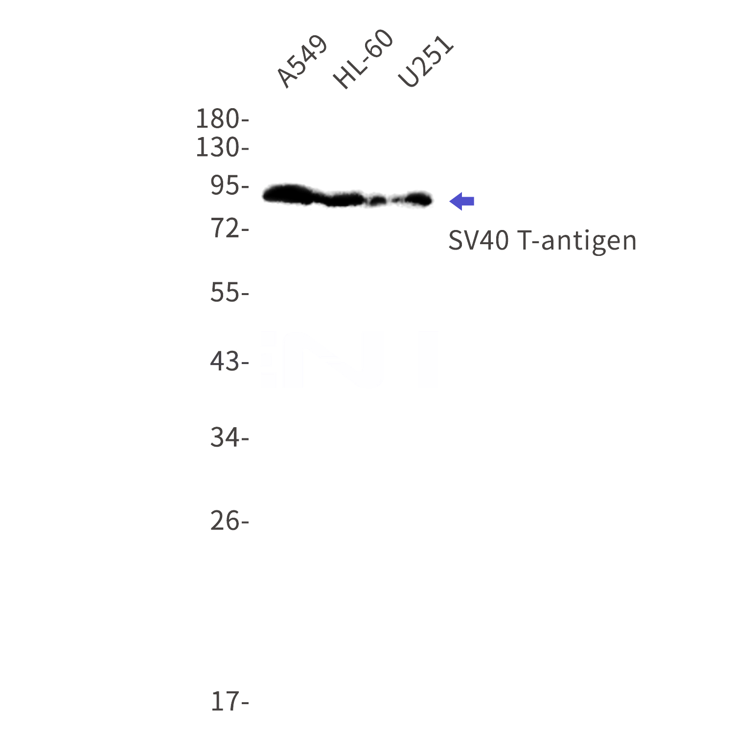 Western blot detection of SV40 T-antigen in A549,HL-60,U251 cell lysates using SV40 T-antigen Rabbit mAb(1:1000 diluted).Predicted band size:82kDa.Observed band size:90kDa.