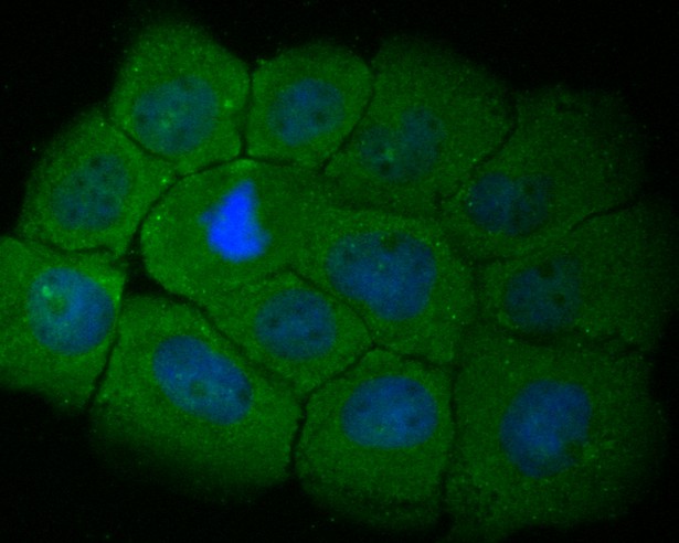 Fig2: ICC staining of RBPMS in A431 cells (green). Formalin fixed cells were permeabilized with 0.1% Triton X-100 in TBS for 10 minutes at room temperature and blocked with 1% Blocker BSA for 15 minutes at room temperature. Cells were probed with the primary antibody ( 1/200) for 1 hour at room temperature, washed with PBS. Alexa Fluor®488 Goat anti-Rabbit IgG was used as the secondary antibody at 1/1,000 dilution. The nuclear counter stain is DAPI (blue).