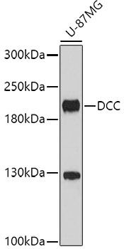 Western blot - DCC Polyclonal Antibody 