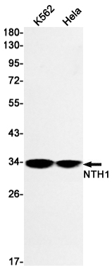 Western blot detection of NTH1 in K562,Hela cell lysates using NTH1 Rabbit mAb(1:1000 diluted).Predicted band size:34kDa.Observed band size:34kDa.