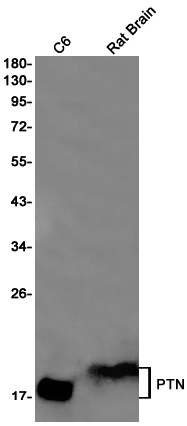 Western blot detection of PTN in C6,Rat Brain cell lysates using PTN Rabbit pAb(1:1000 diluted).Predicted band size:19kDa.Observed band size:19kDa.