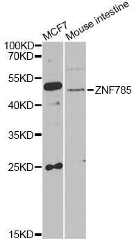 Western blot - ZNF785 Polyclonal Antibody 