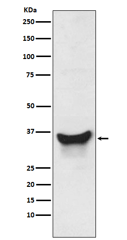 Western blot analysis of BNIP3L expression in K562 cell lysate.