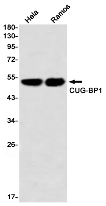 Western blot detection of CUG-BP1 in Hela,Ramos using CUG-BP1 Rabbit mAb(1:1000 diluted)