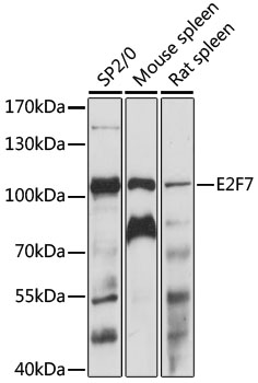 Western blot - E2F7 Polyclonal Antibody 