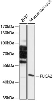 Western blot - FUCA2 Polyclonal Antibody 