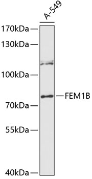Western blot - FEM1B Polyclonal Antibody 