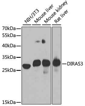 Western blot - DIRAS3 Polyclonal Antibody 