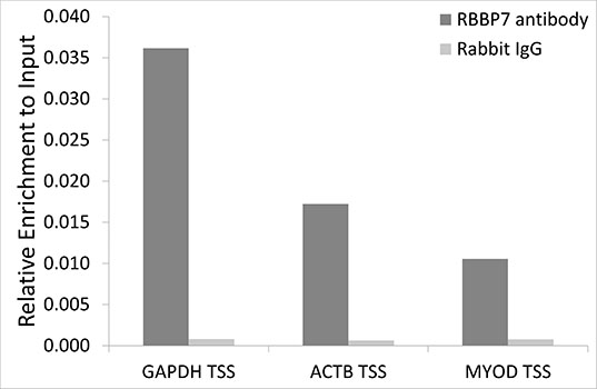 Chromatin Immunoprecipitation - RBBP7 Polyclonal Antibody 