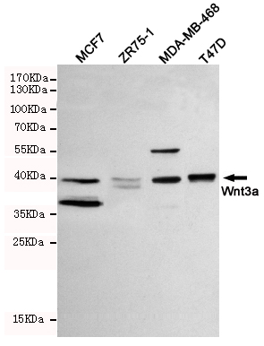 Western blot detection of Wnt3a in MCF-7,ZR75-1,MDA-MB-468 and T47D cell lysates using Wnt3a mouse mAb (1:1000 diluted).Predicted band size: 42KDa.Observed band size:42KDa.