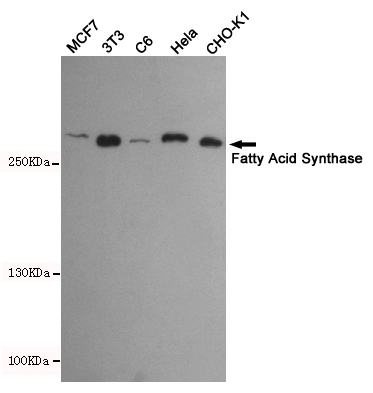 Western blot detection of Fatty Acid Synthase in Hela,C6,3T3,CHO-K1 and MCF7 cell lysates using Fatty Acid Synthase mouse mAb(dilution 1:500).Predicted band size:273kDa.Observed band size:273kDa.