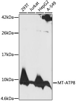 Western blot - MT-ATP8 Polyclonal Antibody 