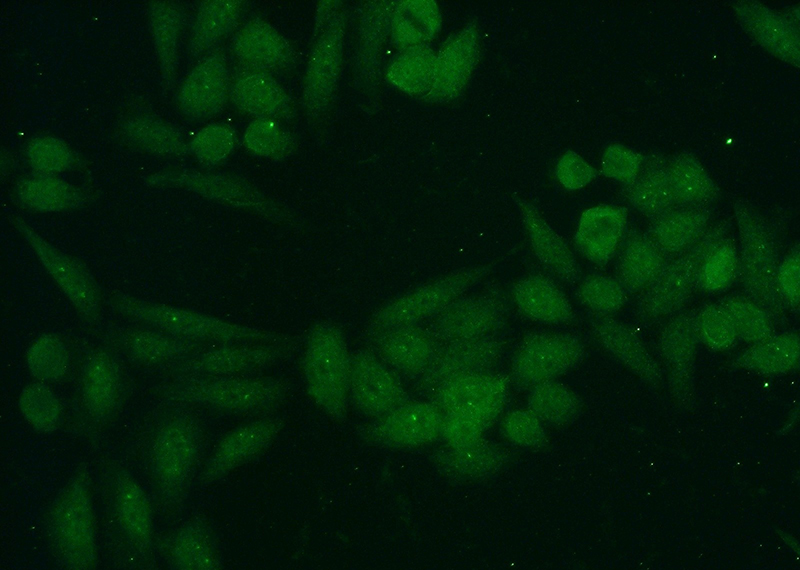 Immunofluorescent analysis of HeLa cells using Catalog No:116308(TRIM27 Antibody) at dilution of 1:50 and Alexa Fluor 488-congugated AffiniPure Goat Anti-Rabbit IgG(H+L)