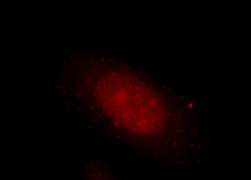Immunofluorescent analysis of HepG2 cells, using DUSP11 antibody Catalog No:110115 at 1:25 dilution and Rhodamine-labeled goat anti-rabbit IgG (red).