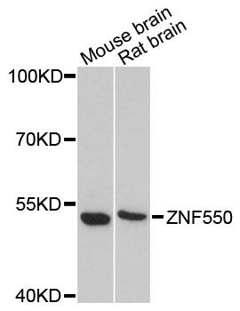 Western blot - ZNF550 Polyclonal Antibody 