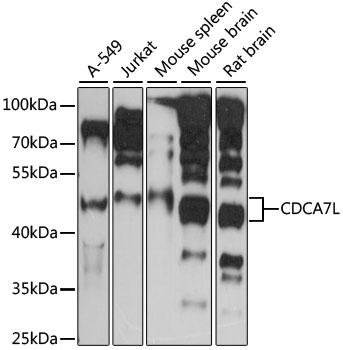 Western blot - CDCA7L Polyclonal Antibody 