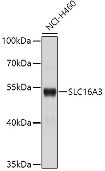Western blot - SLC16A3 Polyclonal Antibody 