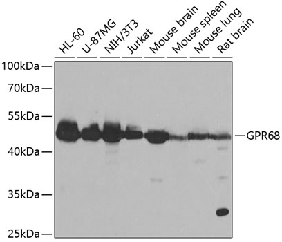 Western blot - GPR68 Polyclonal Antibody 