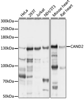 Western blot - CAND2 Polyclonal Antibody 