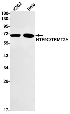 Western blot detection of HTF9C/TRMT2A in K562,Hela cell lysates using HTF9C/TRMT2A Rabbit mAb(1:1000 diluted).Predicted band size:69kDa.Observed band size:69kDa.