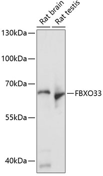 Western blot - FBXO33 Polyclonal Antibody 