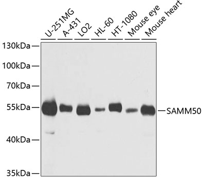 Western blot - SAMM50 Polyclonal Antibody 