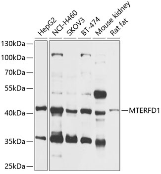 Western blot - MTERFD1 Polyclonal Antibody 
