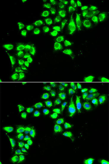 Immunofluorescence - CLDN2 Polyclonal Antibody 