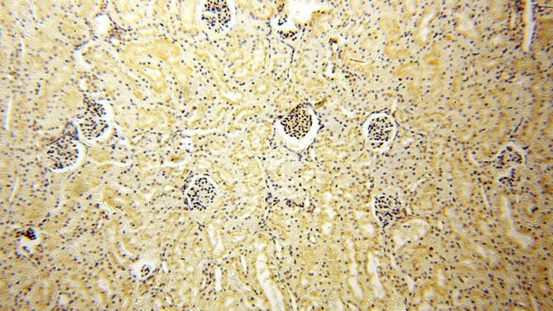 Immunohistochemical of paraffin-embedded human kidney using Catalog No:109232(CHMP1B antibody) at dilution of 1:50 (under 10x lens)