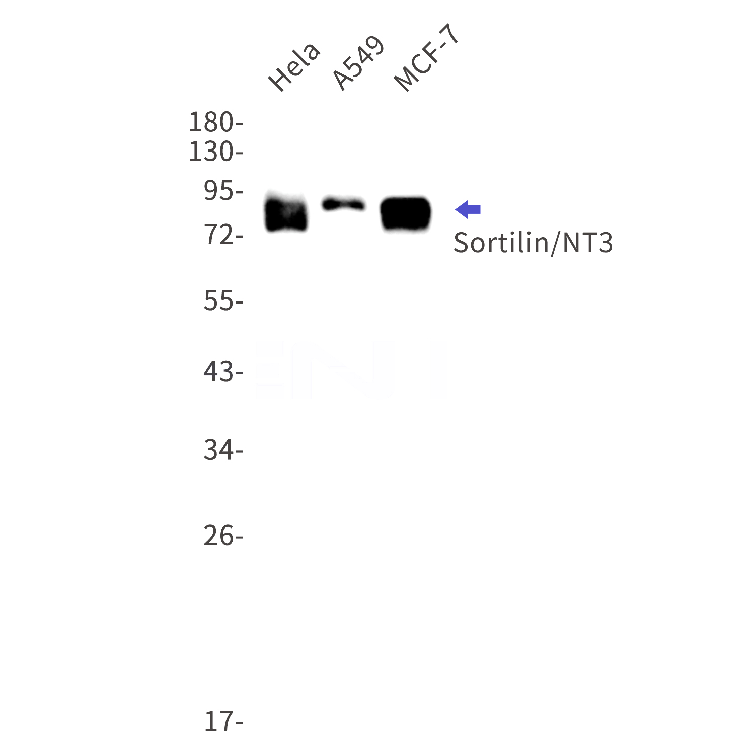 Western blot detection of Sortilin/NT3 in Hela,A549,MCF-7 cell lysates using Sortilin/NT3 Rabbit mAb(1:1000 diluted).Predicted band size:92kDa.Observed band size:92kDa.