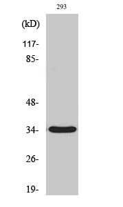 Fig1:; Western Blot analysis of various cells using GRTP1 Polyclonal Antibody