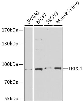 Western blot - TRPC1 Polyclonal Antibody 