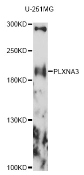 Western blot - PLXNA3 Polyclonal Antibody 