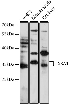 Western blot - SRA1 Polyclonal Antibody 