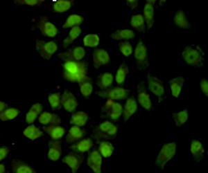 Immunocytochemistry staining of HeLa cells fixed with -20u2103 Methanol and using anti-Ku70 antibody (dilution 1:200).
