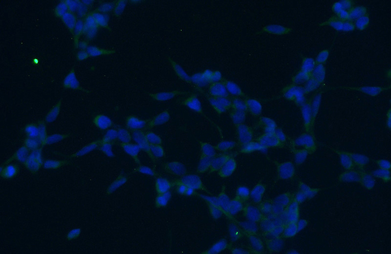 Immunofluorescent analysis of (-20oc Ethanol) fixed HEK-293 cells using Catalog No:108078(ANKRD50 Antibody) at dilution of 1:50 and Alexa Fluor 488-congugated AffiniPure Goat Anti-Rabbit IgG(H+L)