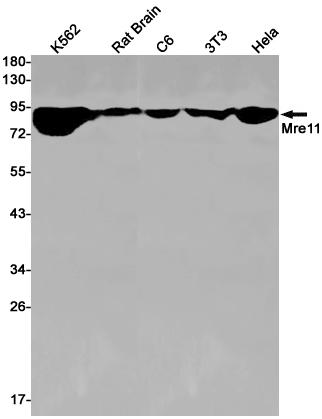 Western blot detection of Mre11 in K562,Rat Brain,C6,3T3,Hela cell lysates using Mre11 Rabbit pAb(1:1000 diluted).Predicted band size:81kDa.Observed band size:81kDa.