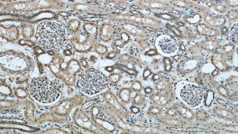 Immunohistochemical of paraffin-embedded human kidney using Catalog No:113598(PARVA antibody) at dilution of 1:50 (under 10x lens)